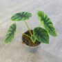 Alocasia Clypeolata Green Shield