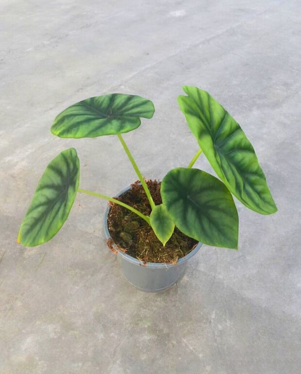 Alocasia Clypeolata Green Shield