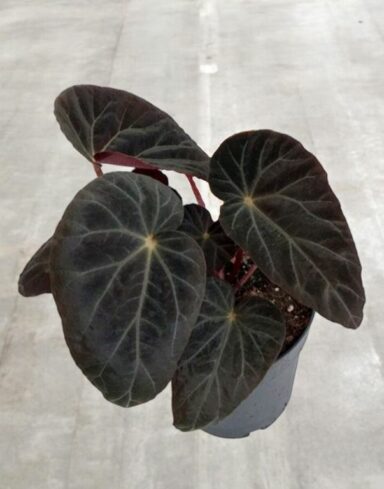 Begonia Pavonina Burkillii Dark Form alternative