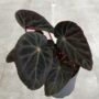 Begonia Pavonina Burkillii Dark Form