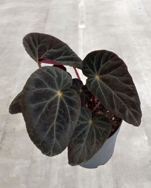 Begonia Pavonina Burkillii Dark Form