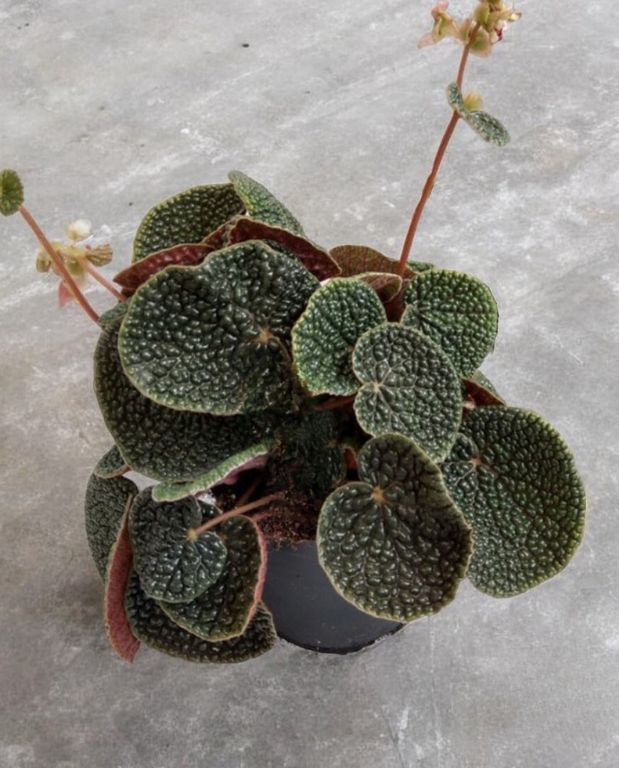 Begonia pavonina bullatifolia