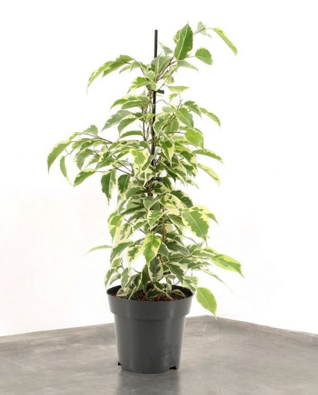 Ficus benjamina Samantha