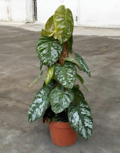 Philodendron Brandtianum Wild Form alternative