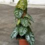 Philodendron Brandtianum Wild Form