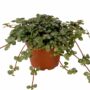 Pilea glaucophylla greyzy