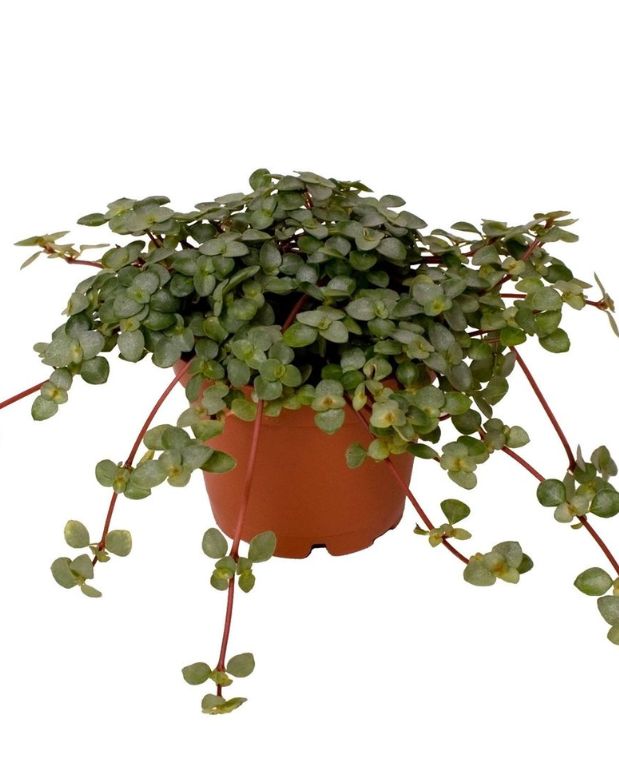 Pilea glaucophylla greyzy