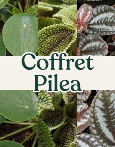 coffret pilea