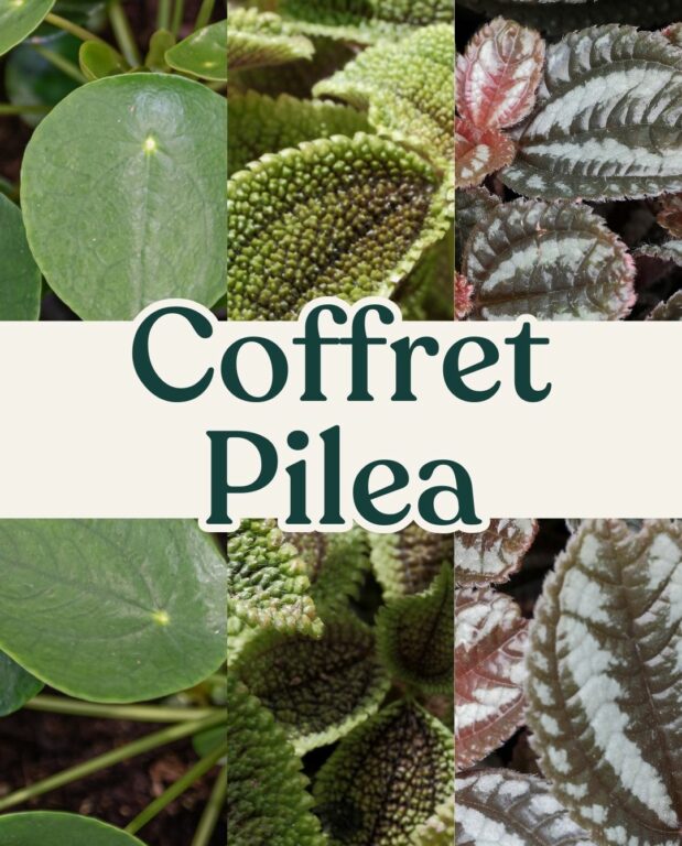 coffret pilea