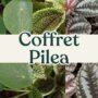 coffret pilea