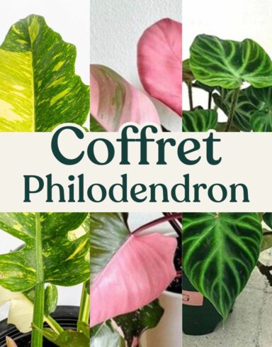 coffret philodendron