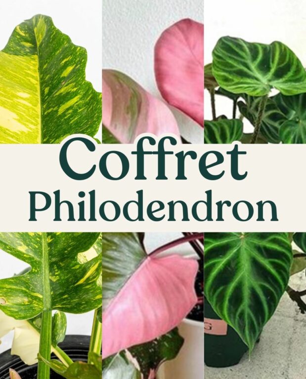 coffret philodendron