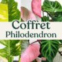 coffret philodendron