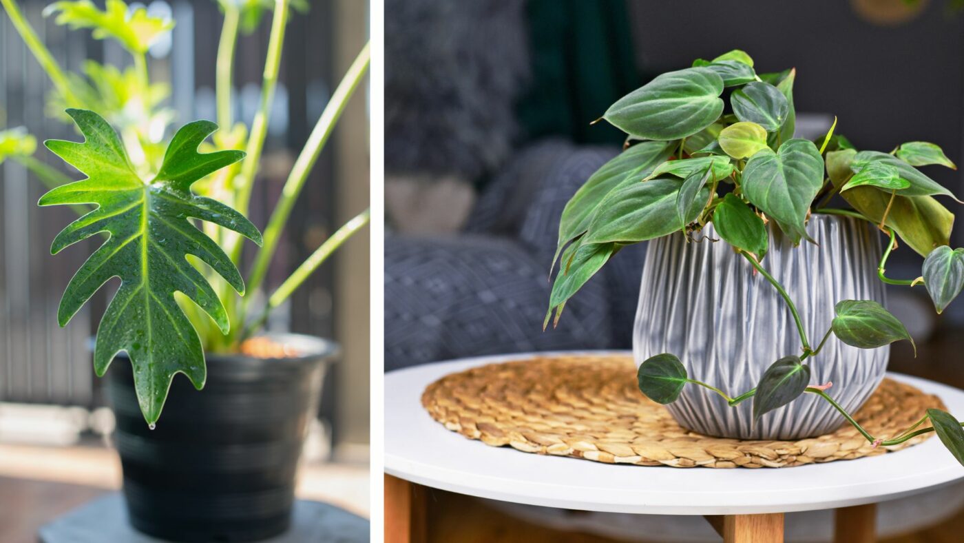 différentes variétés de philodendron