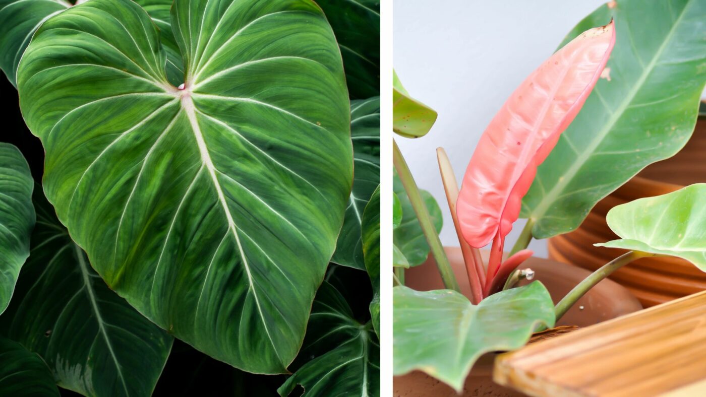 forme feuille philodendron