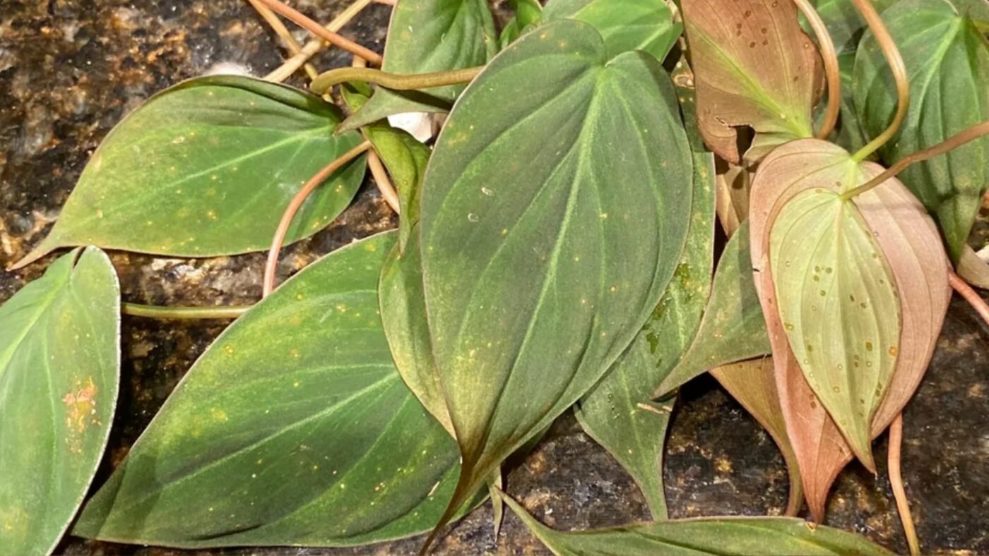 maladies et nuisibles philodendron