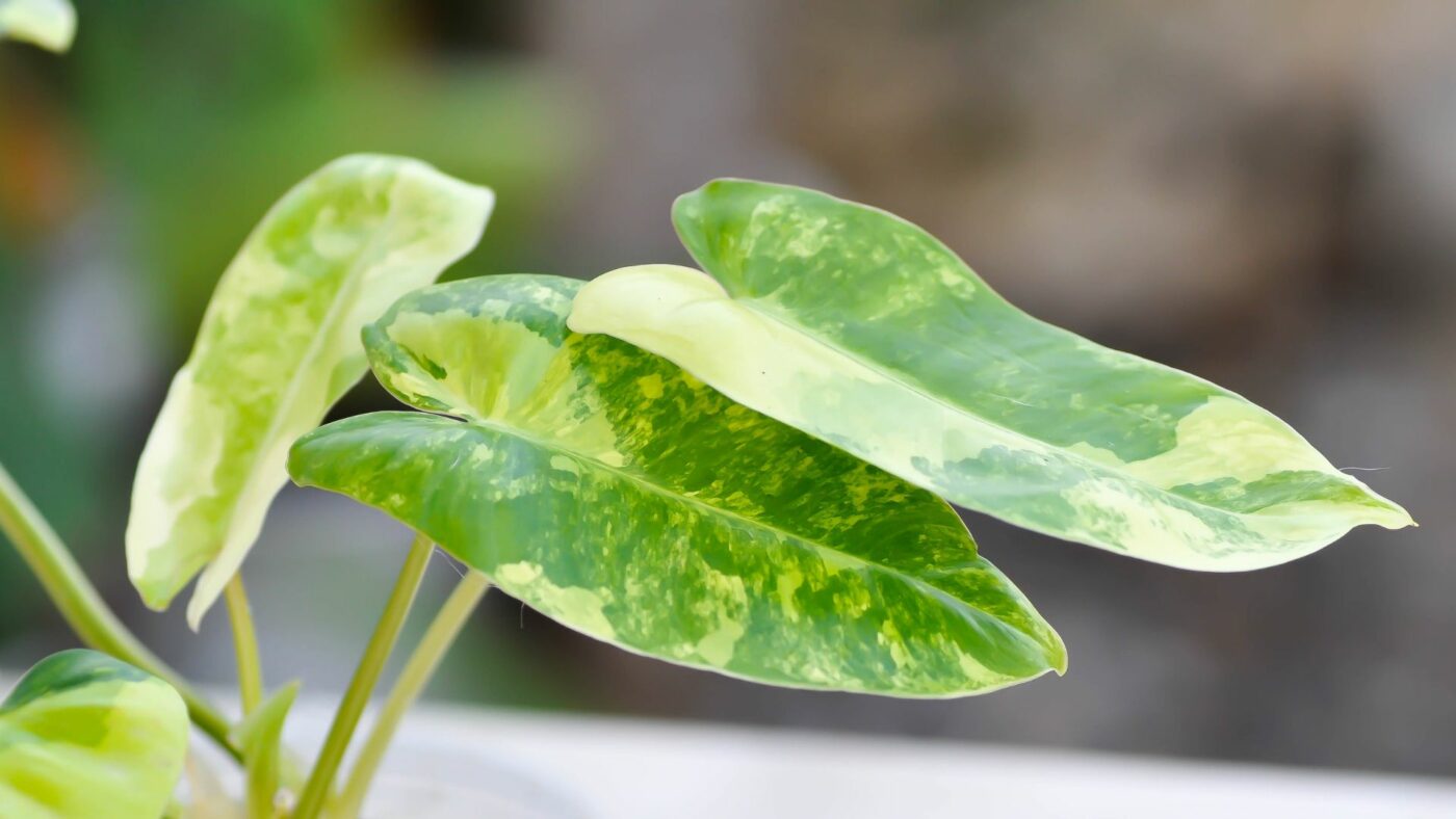 philodendron burle marx variegata