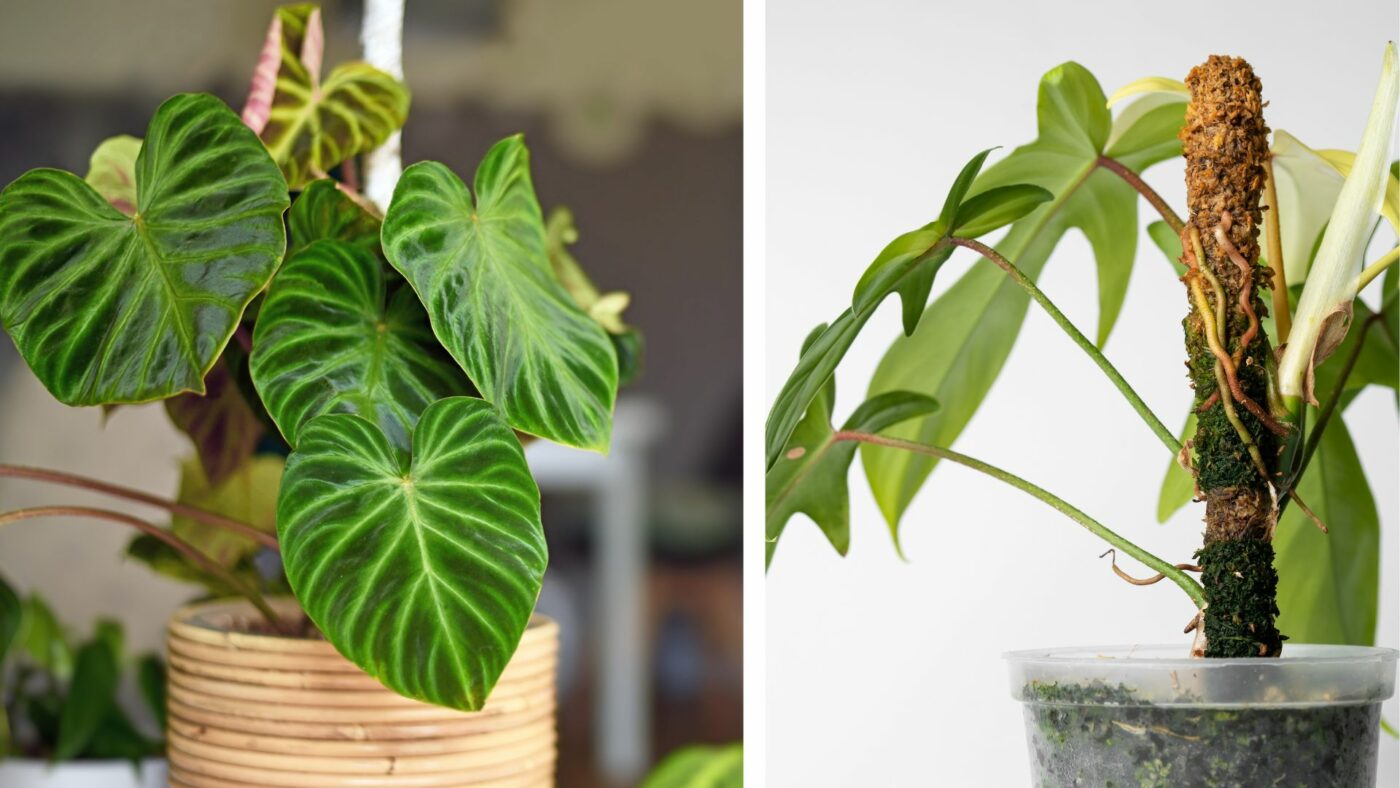 tuteur sphaigne coco philodendron