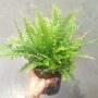 Nephrolepis Exaltata Green Lady