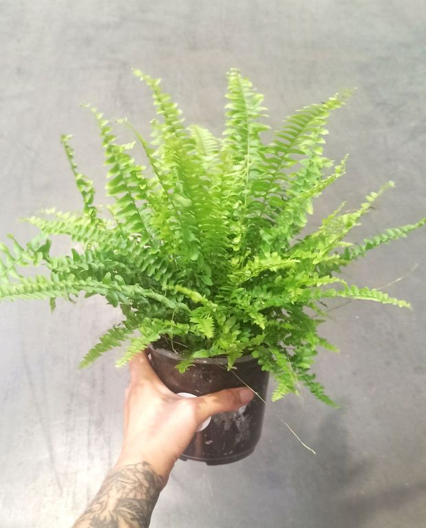 Nephrolepis Exaltata Green Lady