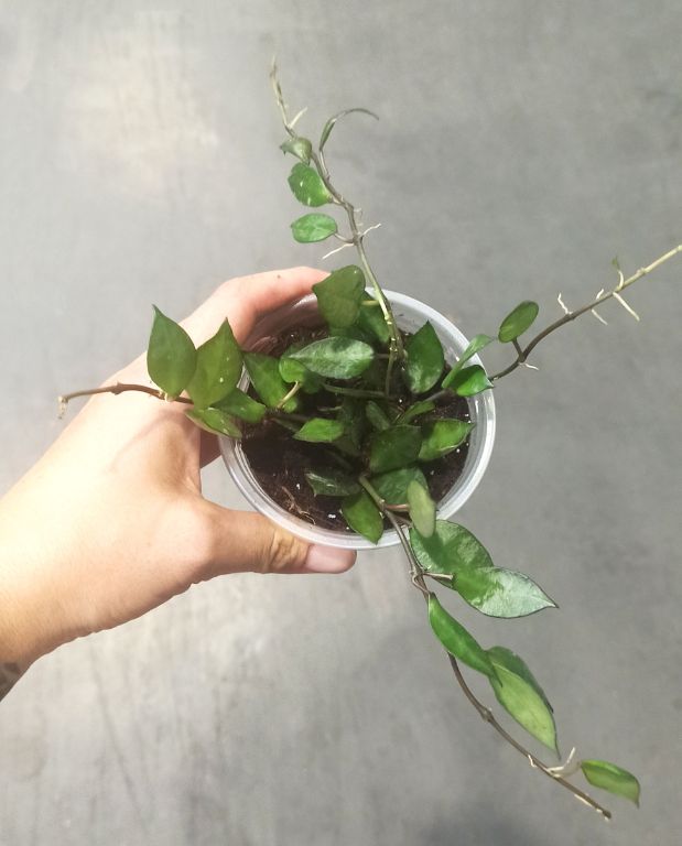 Hoya krohniana Black Leaves