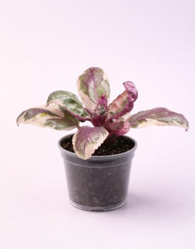 Hemigraphis Snow White