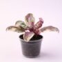 Hemigraphis Snow White