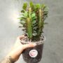 Euphorbia Trigona Rubra