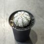 Astrophytum Asterias Super Kabuto