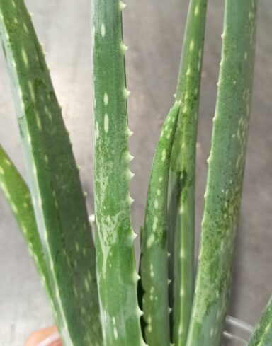 Aloe Vera alternative