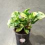 Peperomia obtusifolia Green Gold