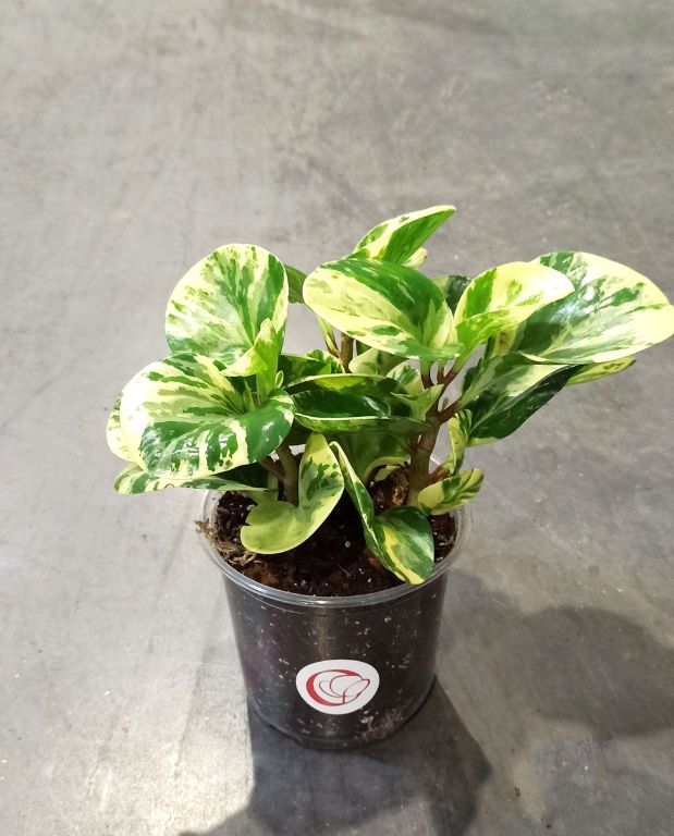 Peperomia obtusifolia Green Gold