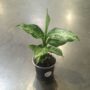 dieffenbachia tiki