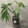 Alocasia Brancifolia