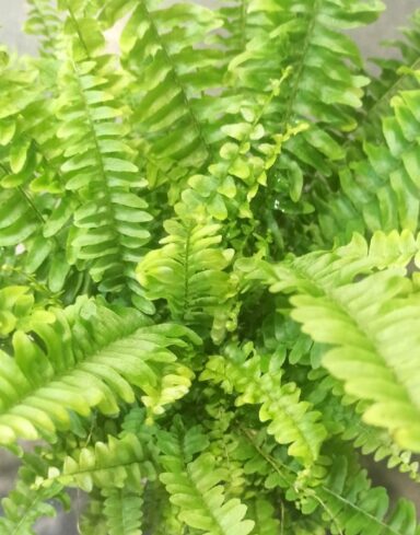 Nephrolepis Exaltata Green Lady alternative