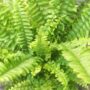 Nephrolepis Exaltata Green Lady