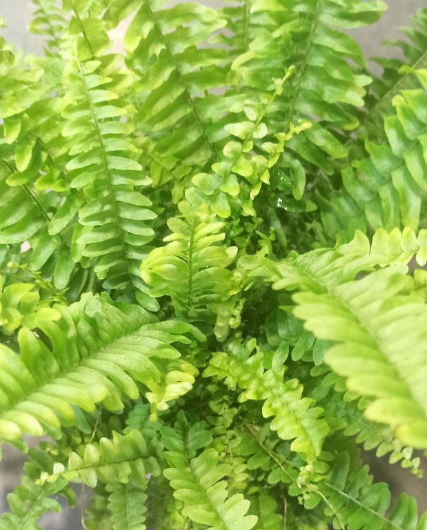 Nephrolepis Exaltata Green Lady