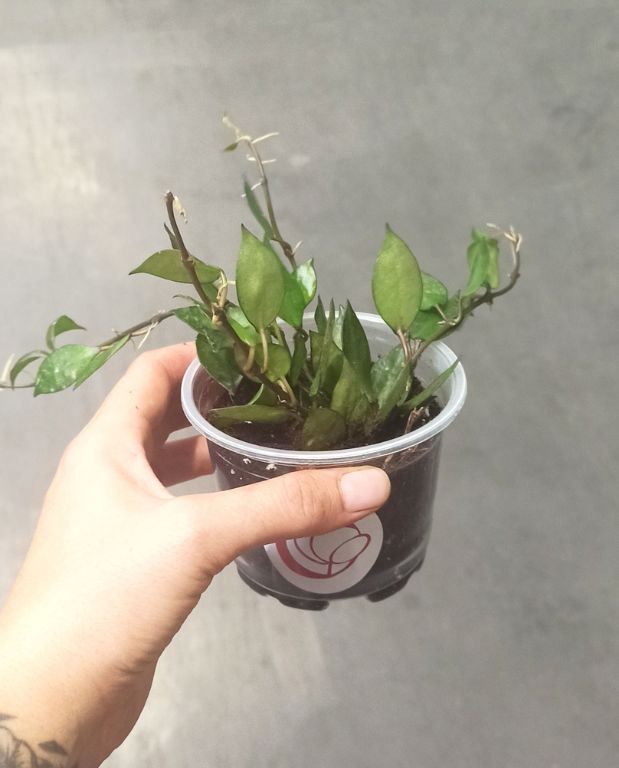 Hoya krohniana Black Leaves