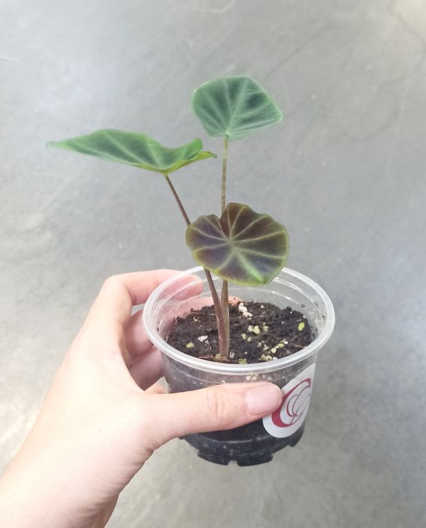 Colocasia Pharaohs Mask