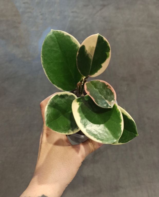 Hoya australis Blondie