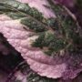 Hemigraphis Snow White