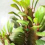 Euphorbia Trigona Rubra