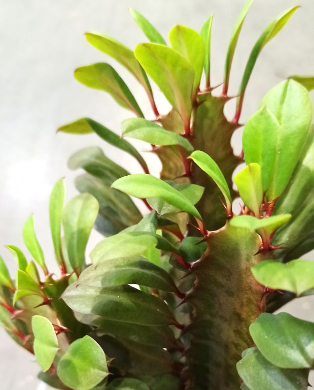 Euphorbia Trigona Rubra