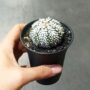 Astrophytum Asterias Super Kabuto