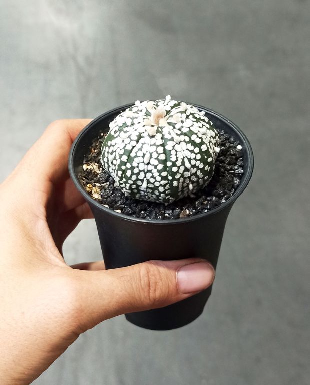 Astrophytum Asterias Super Kabuto