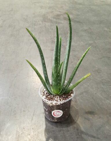 Aloe vera