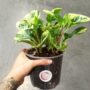 Peperomia obtusifolia Green Gold