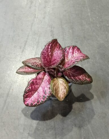 Episcia Malayan Gem