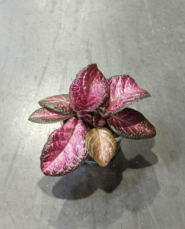 Episcia Malayan Gem