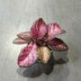 Episcia Malayan Gem